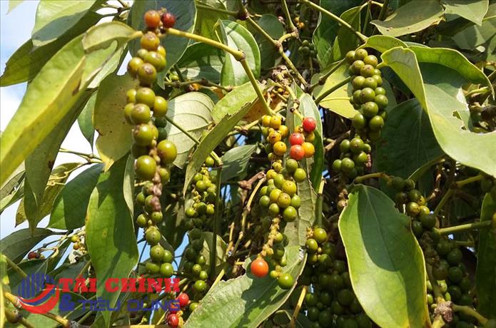 Giá tiêu hôm nay 13/5: Đồng loạt giảm, dao dịch cao nhất 77.500 đồng/kg