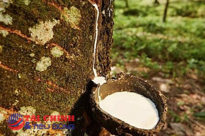 Giá cao su hôm nay 15/5: Sàn Nhật Bản xuống đáy 7,5 tuần