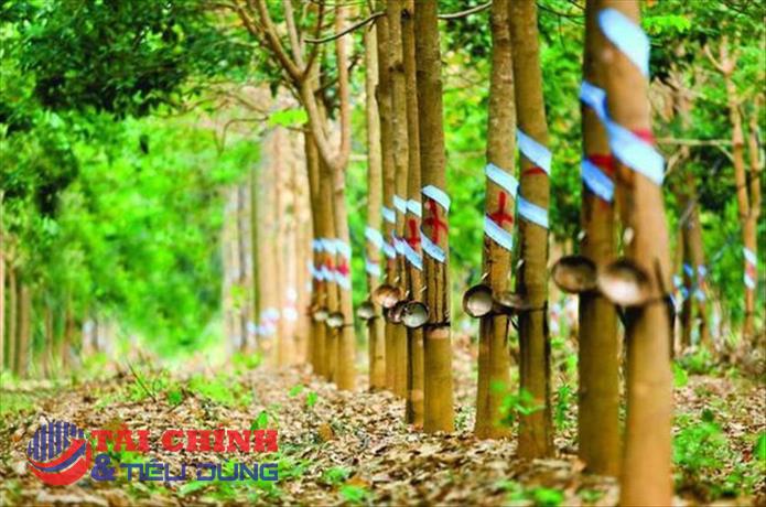 VinaCapital tiếp tục gom cổ phiếu Cao su Phước Hòa (PHR)