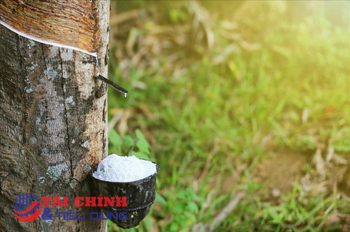 Giá cao su hôm nay 24/5: Đồng loạt lao dốc