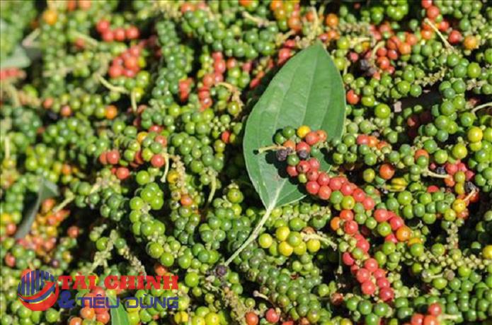 Giá tiêu hôm nay 30/5: Đi ngang đầu tuần mới