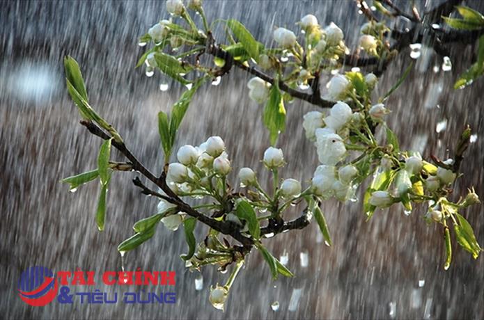 Dự báo thời tiết hôm nay 11/6: Bắc Bộ có mưa rào và dông rải, nắng nóng Trung Bộ tiếp tục kéo dài