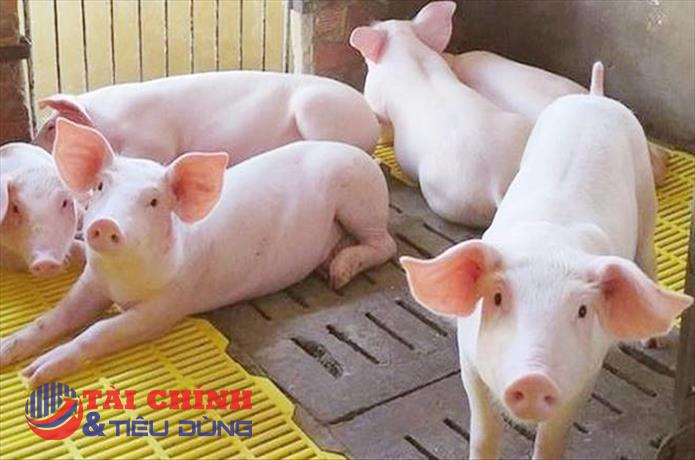 Giá heo hơi hôm nay 12/6: Có thể giá heo sẽ giảm ở một số địa phương trong tuần tới