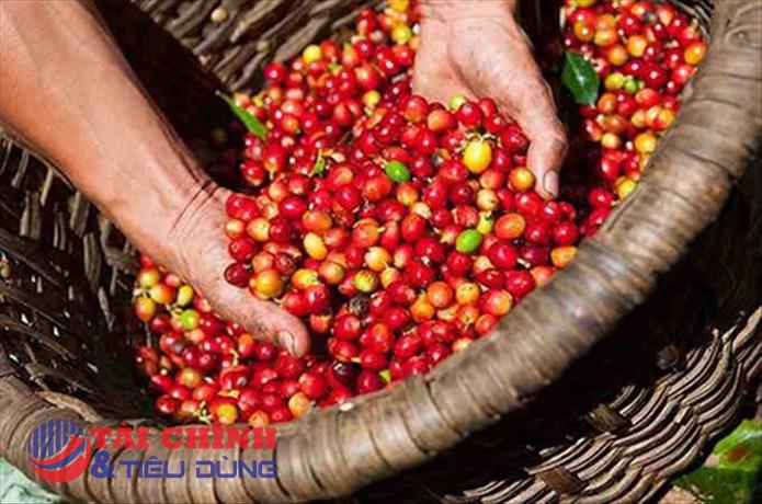 Giá cà phê hôm nay 16/6: Cả robusta và arabia đồng loạt tăng giá
