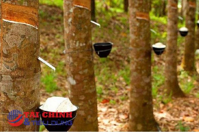 Giá cao su 17/06: Thị trường thế giới đồng loạt giảm