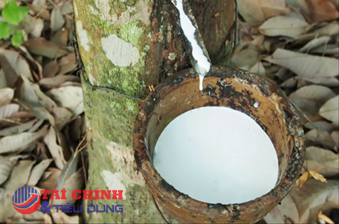 Giá cao su hôm nay 20/6: Thị trường biến động trái chiều