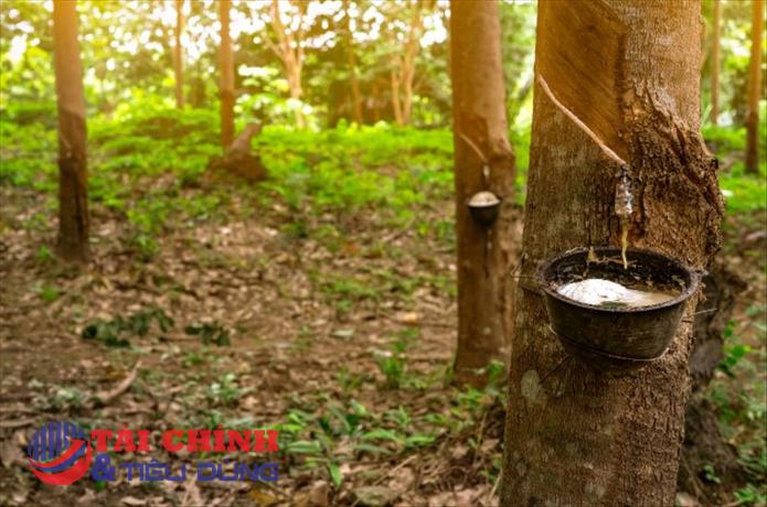 Giá cao su hôm nay 20/6: Giá cao tại sàn SHFE tiếp tục giảm sâu