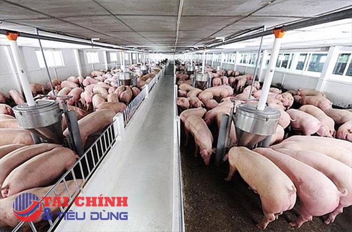 Giá heo hơi hôm nay 28/6: Tăng cao nhất 2.000 đồng/kg