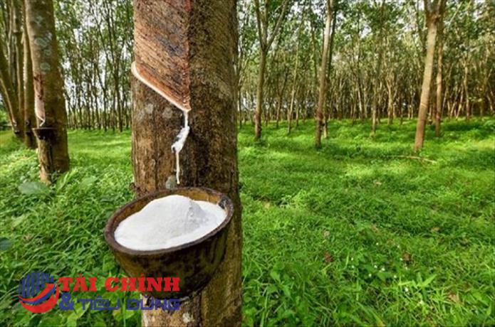 Giá cao su hôm nay 1/7: cao su SHFE giảm hơn 0,5%