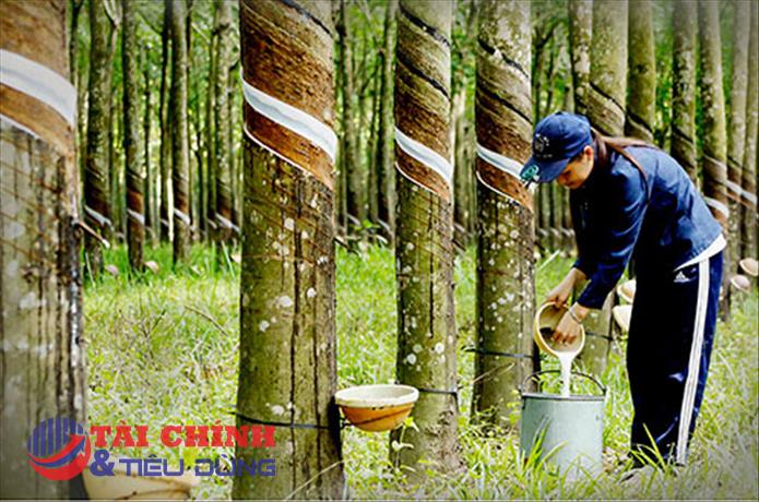 Giá cao su hôm nay 4/7: Thị trường biến động trái chiều