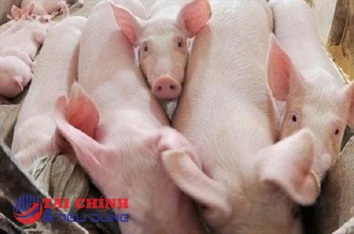 Giá heo hơi hôm nay 5/7: Tăng nhẹ tại một vài địa phương