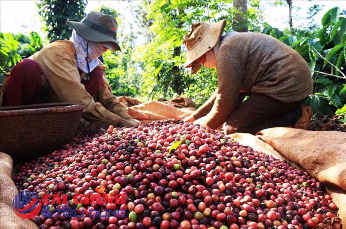 Giá cà phê hôm nay 5/7: Robusta giảm nhẹ