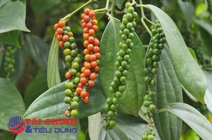 Giá tiêu hôm nay 6/7: Duy trì đà đi ngang