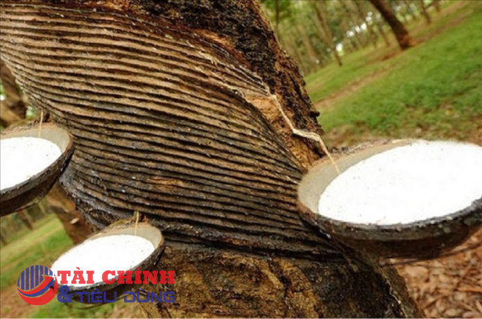 Giá cao su hôm nay 6/7: Sàn Trung Quốc liên tiếp tăng mạnh
