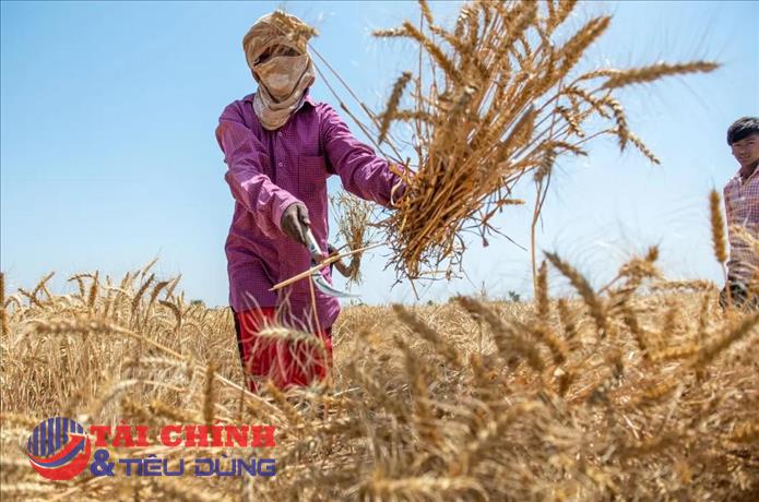 Ấn Độ "siết" xuất khẩu bột mì để bình ổn giá cả trong nước
