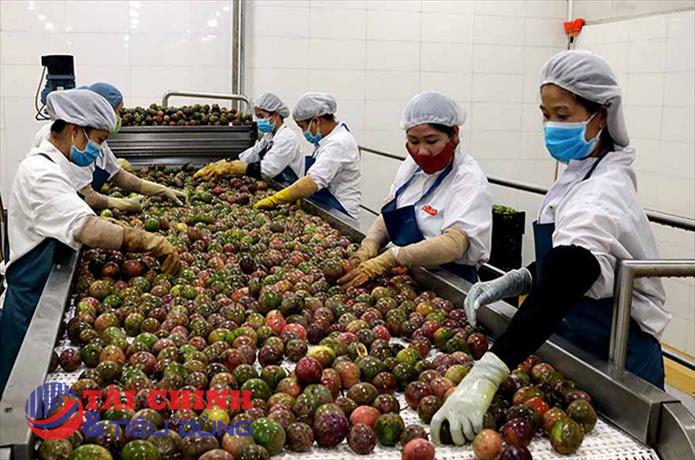 Xuất khẩu thí điểm chanh leo chính ngạch sang Trung Quốc