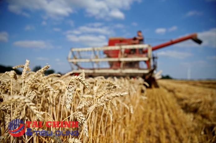 Ukraine hủy giấy phép xuất khẩu lúa mỳ và bột mỳ