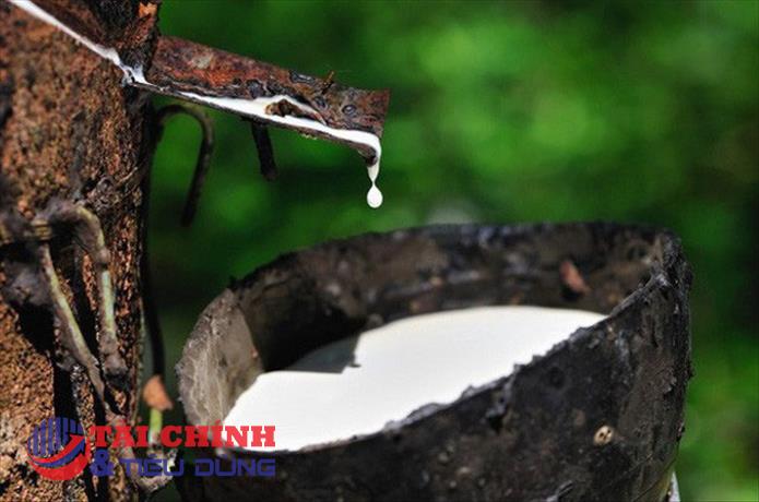 Giá cao su hôm nay 10/7: Biến động trái chiều