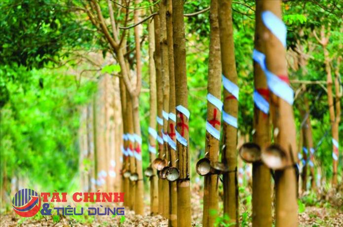 Cao su Phước Hòa (PHR) báo lãi quý 2/2022 giảm hơn 76%, nợ vay tăng 6 lần