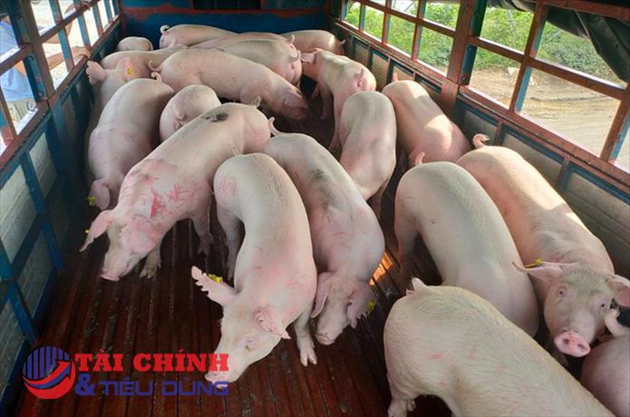 Giá heo hơi hôm nay 17/7: Ghi nhận tuần bứt phá, vượt mốc 70.000 đồng/kg