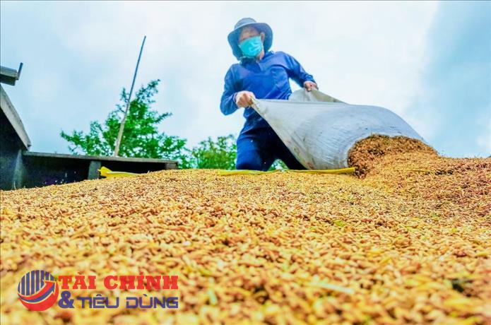 Giá gạo xuất khẩu của Việt Nam giảm nhẹ trong tuần qua
