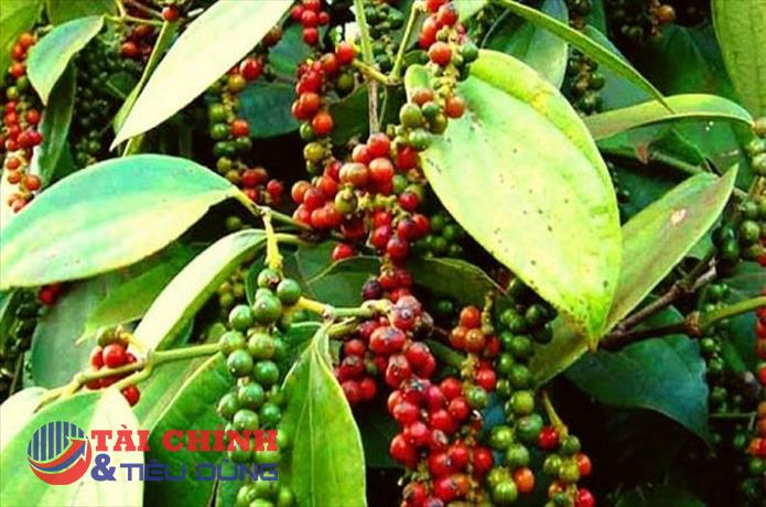 Giá tiêu hôm nay 22/7: Thị trường trong nước dao động trong khoảng 66.500 - 70.000 đồng/kg.