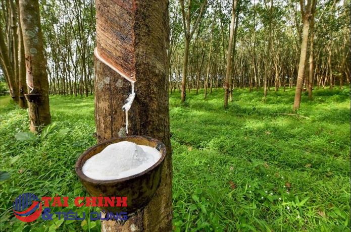 Giá cao su ngày 23/7: Tiếp đà giảm mạnh