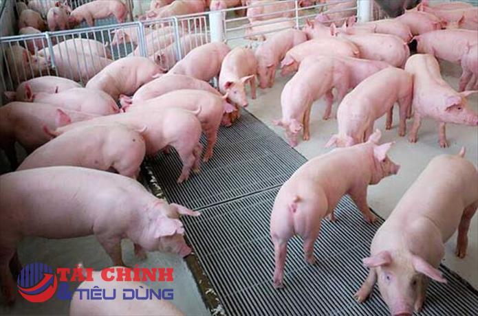 Giá heo hơi hôm nay 26/7: Bất ngờ giảm mạnh trở lại