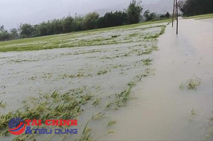 Đề xuất nâng mức hỗ trợ khôi phục sản xuất nông nghiệp bị thiệt hại do thiên tai, dịch bệnh