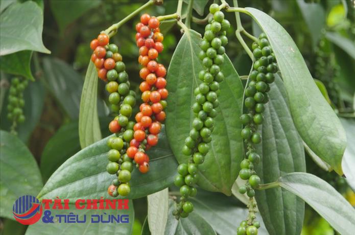 Giá tiêu hôm nay 28/7: Điều chỉnh giảm tại các vùng trồng trọng điểm