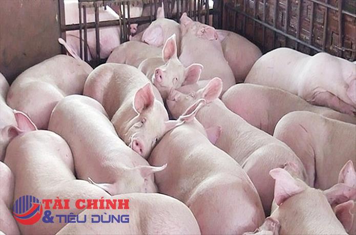 Giá heo hơi hôm nay 29/7: Giảm cao nhất 2.000 đồng/kg