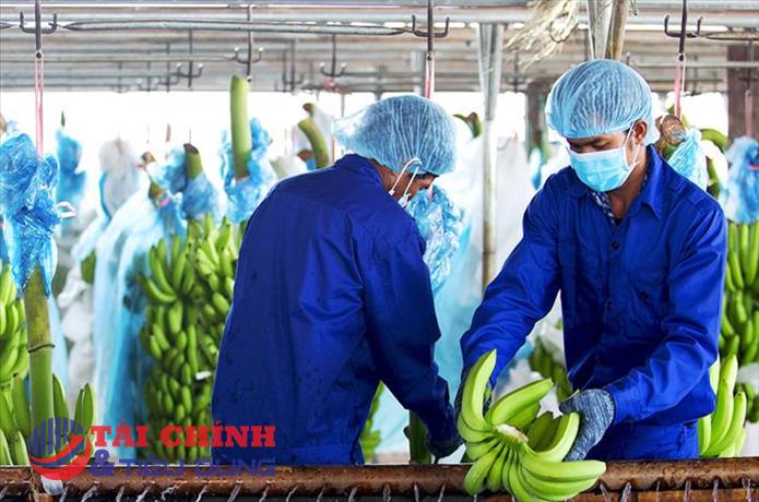 HAGL Agrico (HNG) lỗ ròng gần 670 tỷ đồng sau 6 tháng