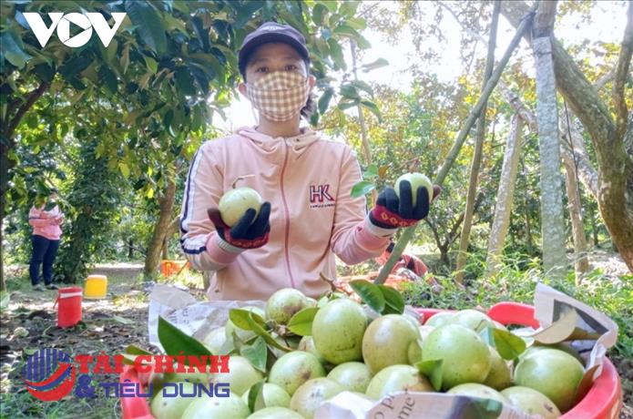 Tiêu thụ nông sản: Không có con đường nào khác là phải đáp ứng tiêu chuẩn của người thu mua