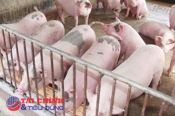 Giá heo hơi hôm nay 4/8: Giảm tại nhiều tỉnh thành trên cả nước