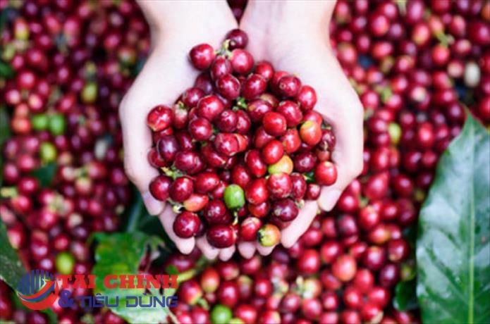 Giá cà phê hôm nay 4/8: Robusta đi xuống, Arabica tăng mạnh mẽ