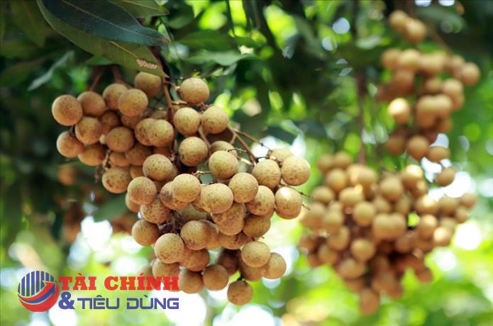Nhãn lồng Hưng Yên chín muộn, được giá