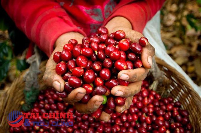 Giá cà phê hôm nay 11/8: Tiếp nối đà tăng khi có thêm thông tin cơ bản hỗ trợ