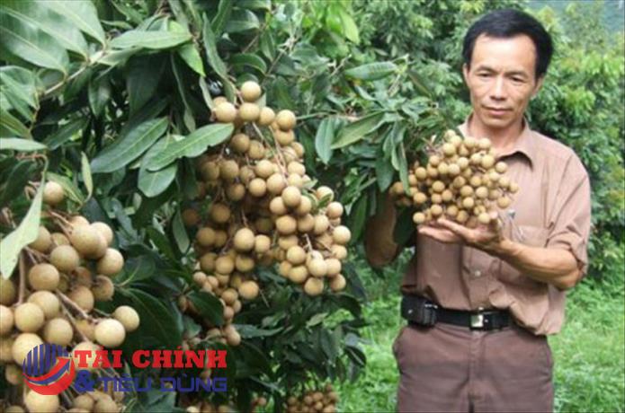Xuất khẩu lô hàng 1 tấn quả nhãn tươi Sơn Thủy đầu tiên sang thị trường EU