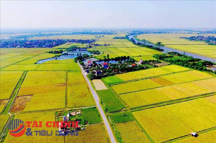 Long An: Giải quyết vấn đề chuyển mục đích sử dụng đất trồng lúa thực hiện Dự án ĐT.827E