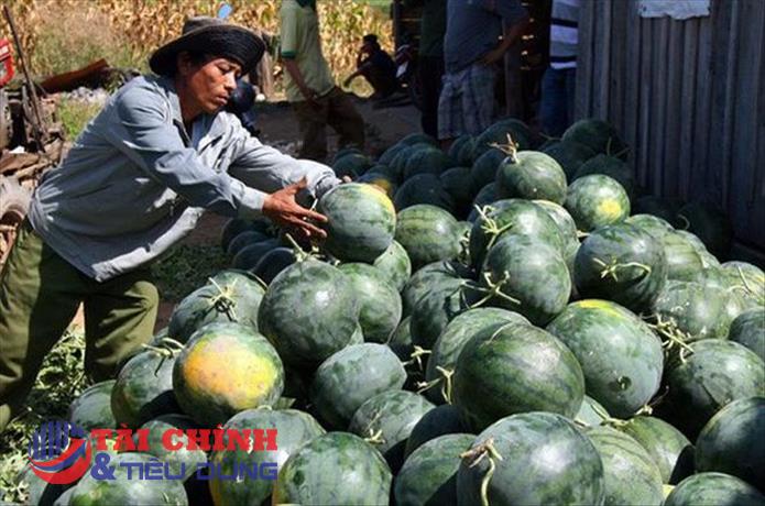 Sắp ký nghị định thư xuất khẩu chính ngạch nhiều loại trái cây sang Trung Quốc