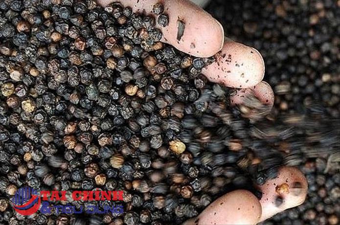 Giá tiêu hôm nay 19/8: Giá tiêu nội địa đang chững lại