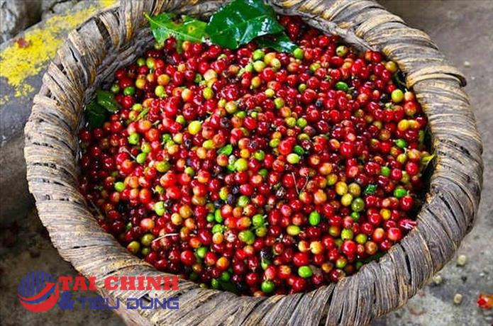 Giá cà phê hôm nay 22/8: Giá cà phê có thể giảm nhẹ