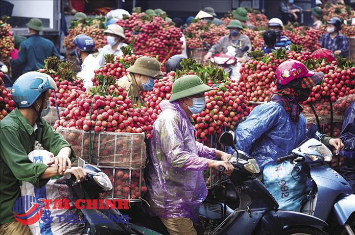 Bắc Giang thu gần 6.785 tỷ đồng từ vải thiều và các dịch vụ phụ trợ