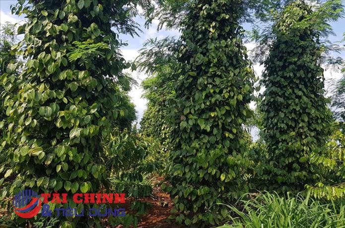 Giá tiêu hôm nay 23/8: Dao động quanh mốc 69.000 - 72.000 đồng/kg