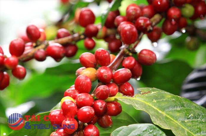 Giá cà phê hôm nay 23/8: Cà phê trong nước dao động từ 48.100 - 48.600 đồng/kg