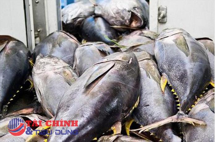 Xuất khẩu cá ngừ sang khối thị trường CPTPP nhiều biến động