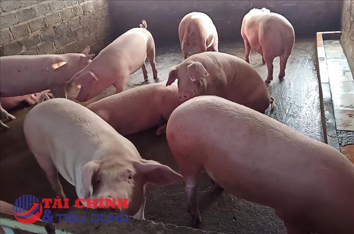 Giá heo hơi hôm nay 27/8: Cuối tuần đi ngang