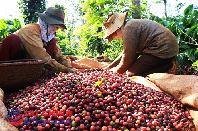 Giá cà phê hôm nay 27/8: Cà phê robusta giảm mạnh