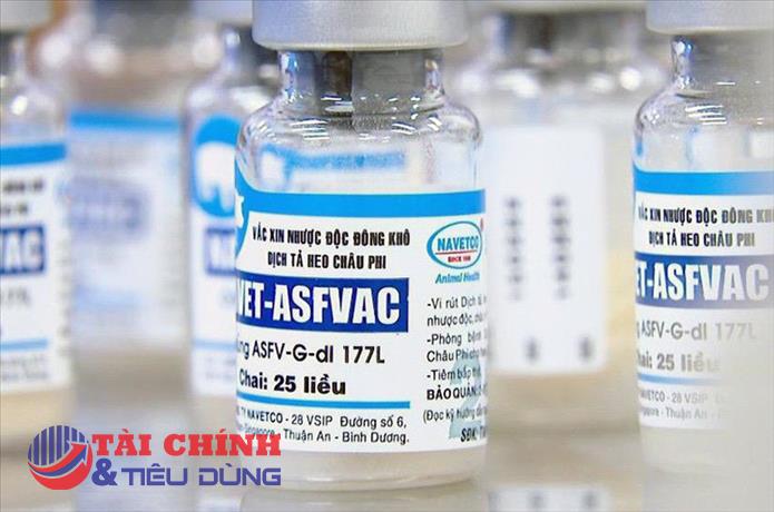 Quảng Ngãi: Lợn chết hàng loạt sau khi tiêm vaccine phòng dịch tả lợn châu Phi