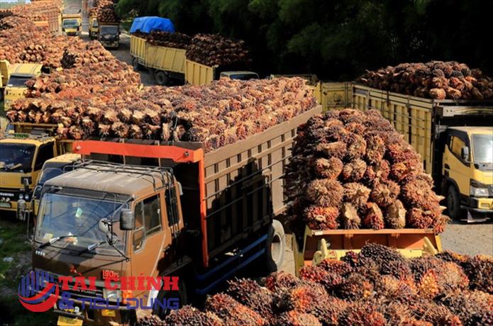 Indonesia gia hạn miễn thuế xuất khẩu dầu cọ đến hết tháng 10